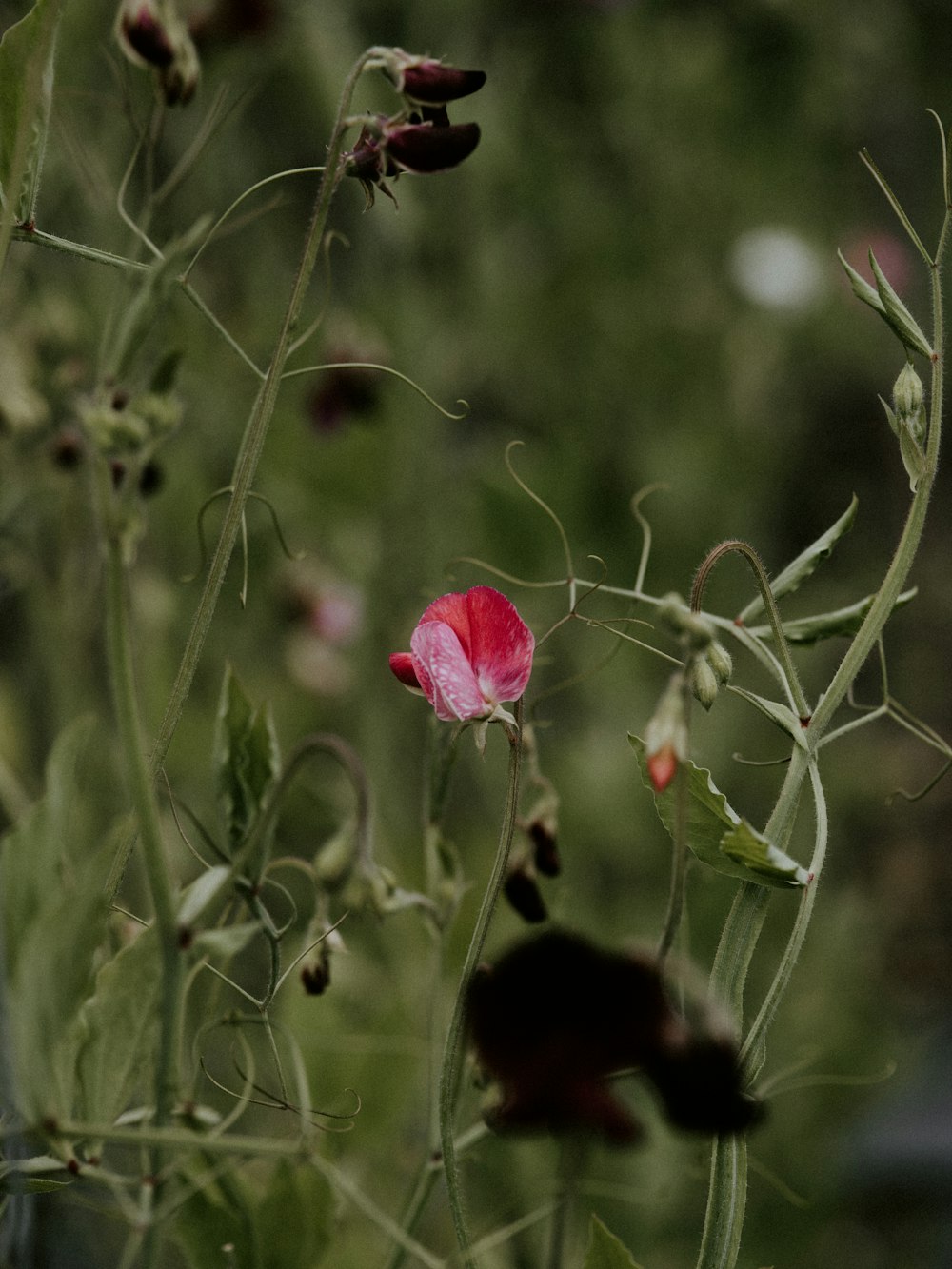 pink flower in tilt shift lens