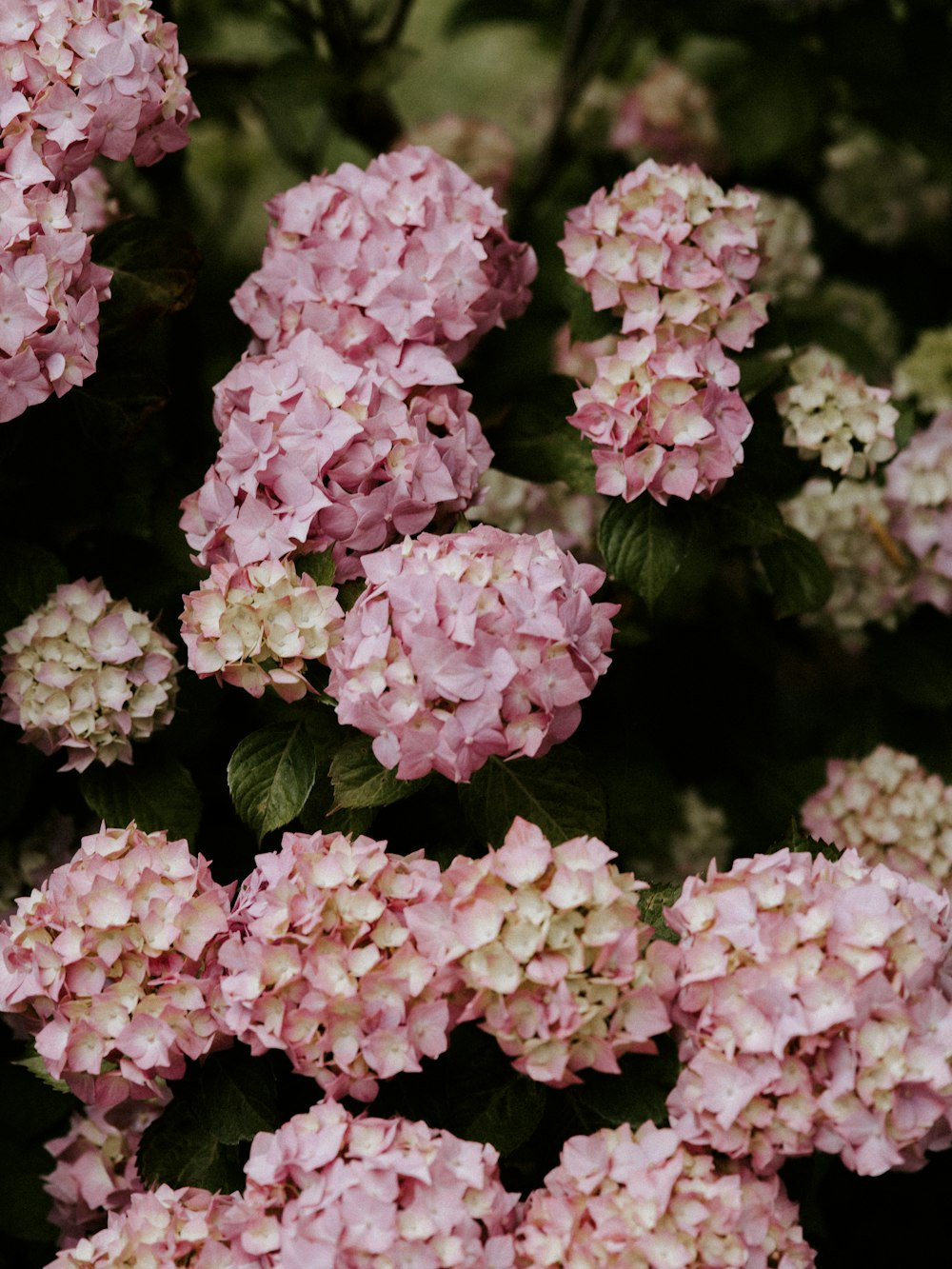 pink and white flowers with green leaves