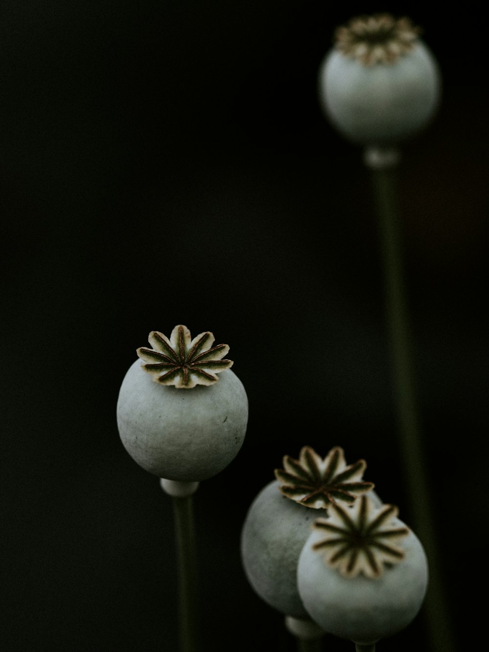 white flower with green leaves