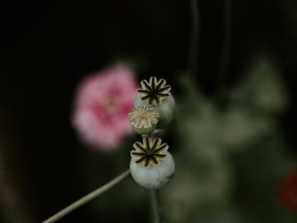 Flor rosa y blanca en lente de cambio de inclinación