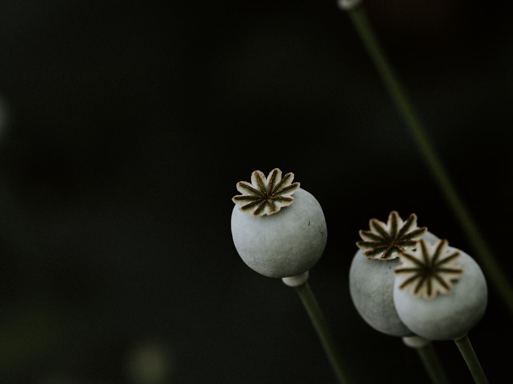 녹색 잎과 흰 꽃