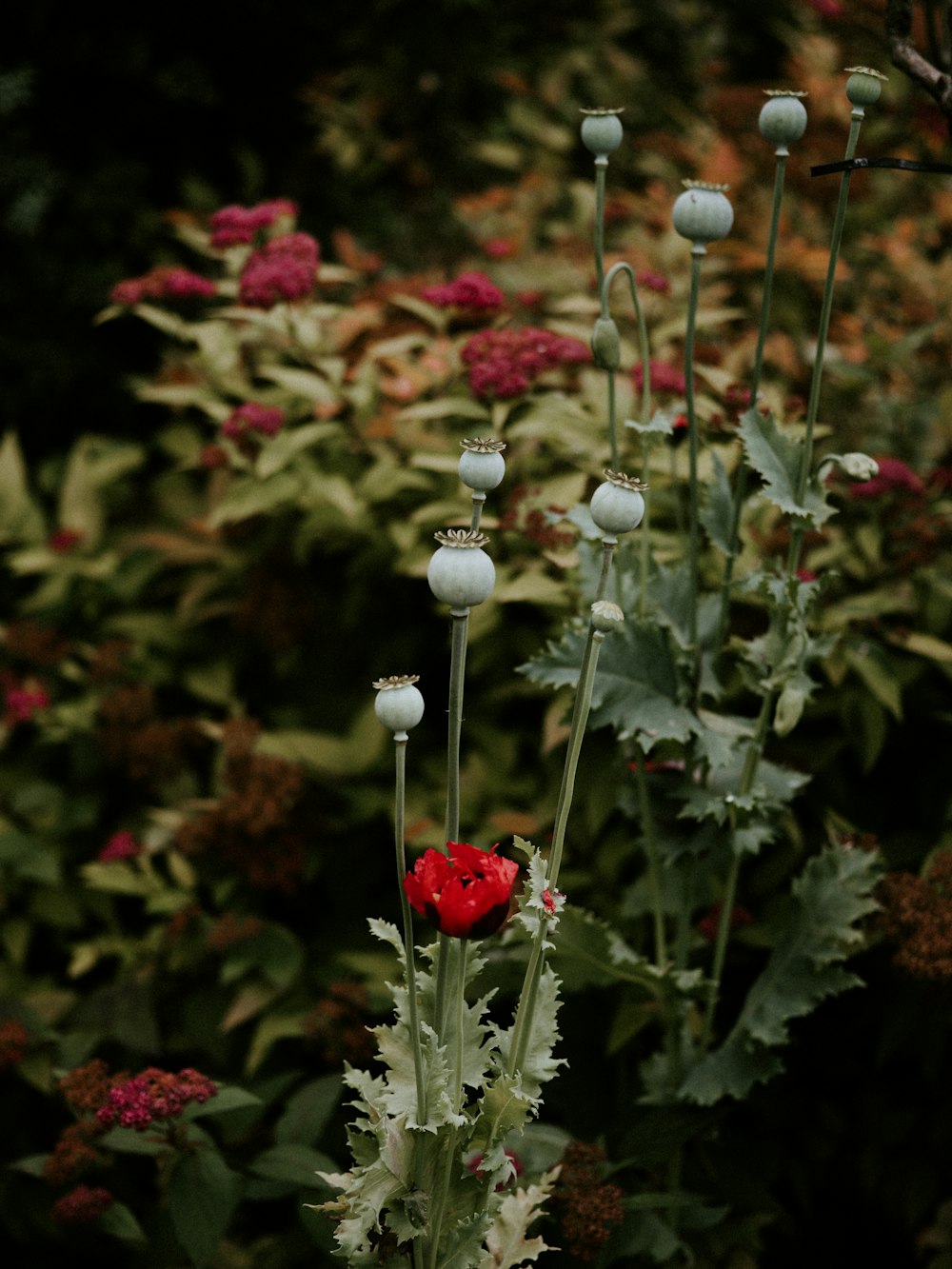 red and white flowers with green leaves