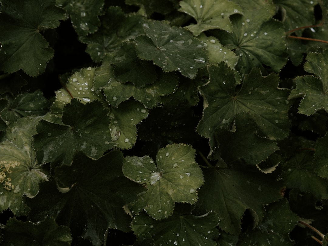 green leaves with water droplets