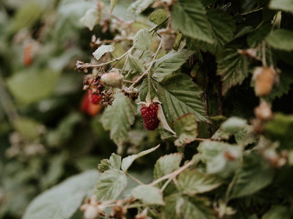 red fruit with green leaves