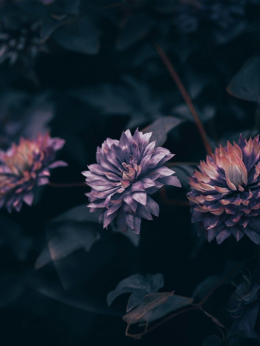 purple flower in tilt shift lens