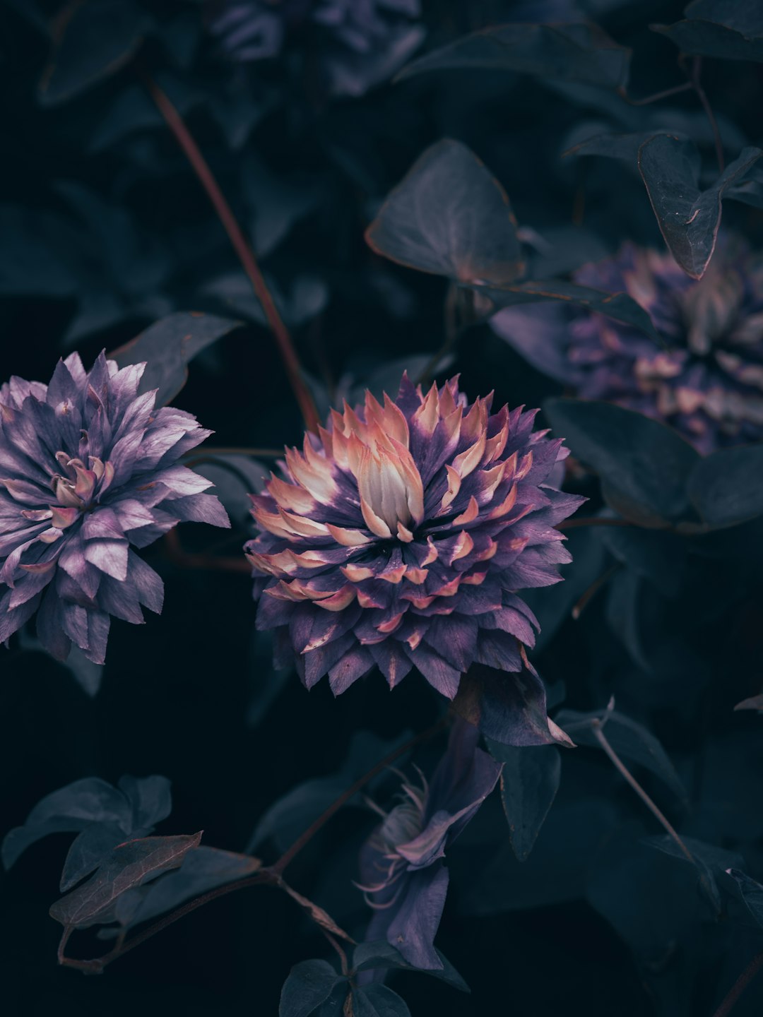 purple flower in tilt shift lens