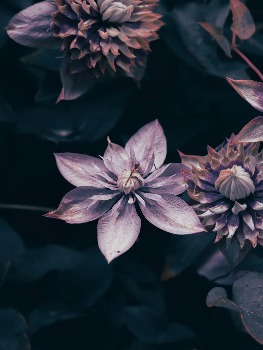 purple flower in macro shot