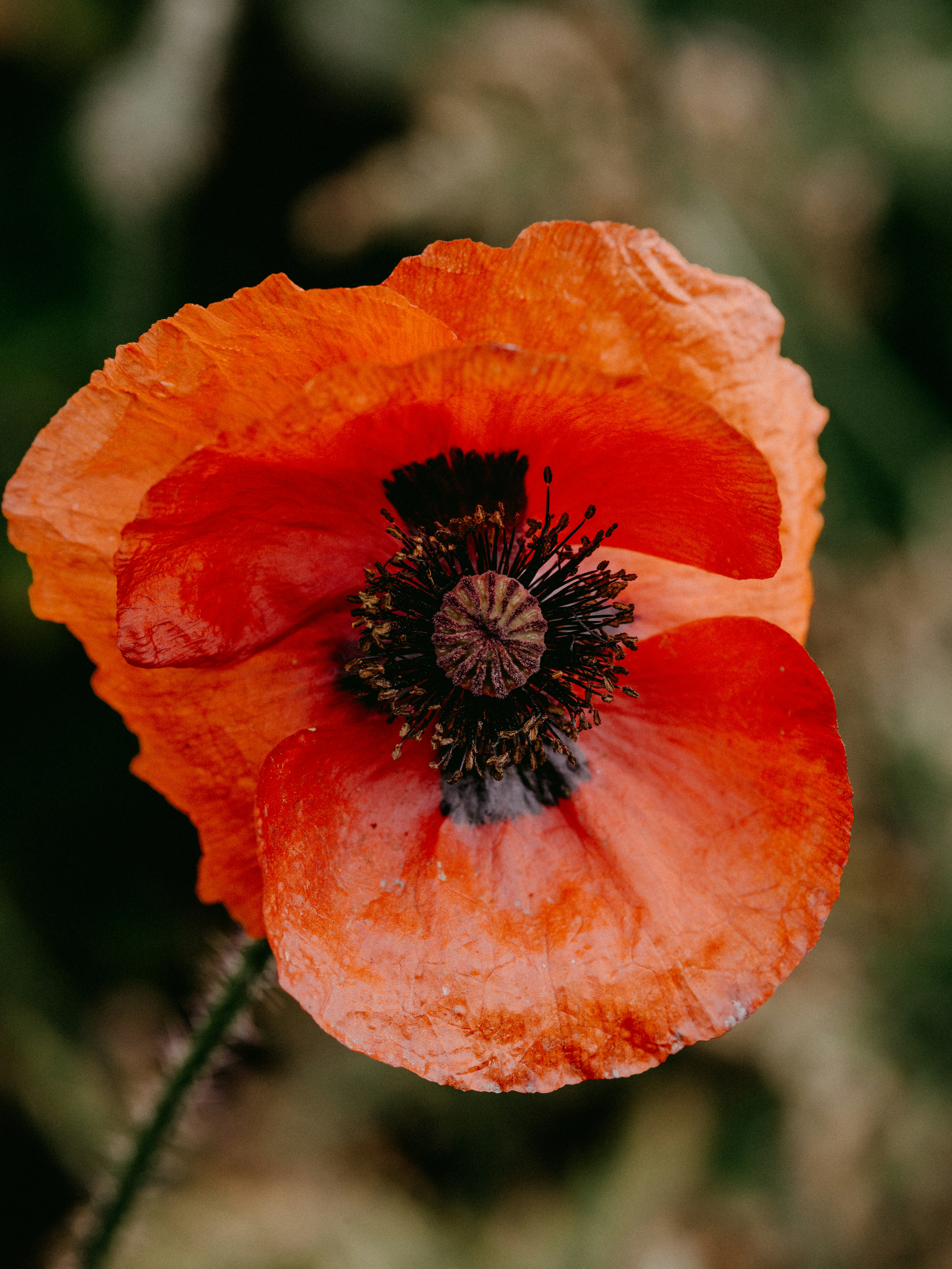 昼間に咲くオレンジ色のポピーの写真 Unsplashで見つける赤の無料写真