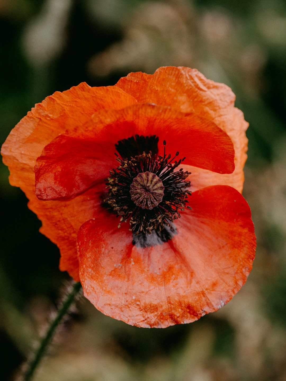 orange poppy in bloom during daytime