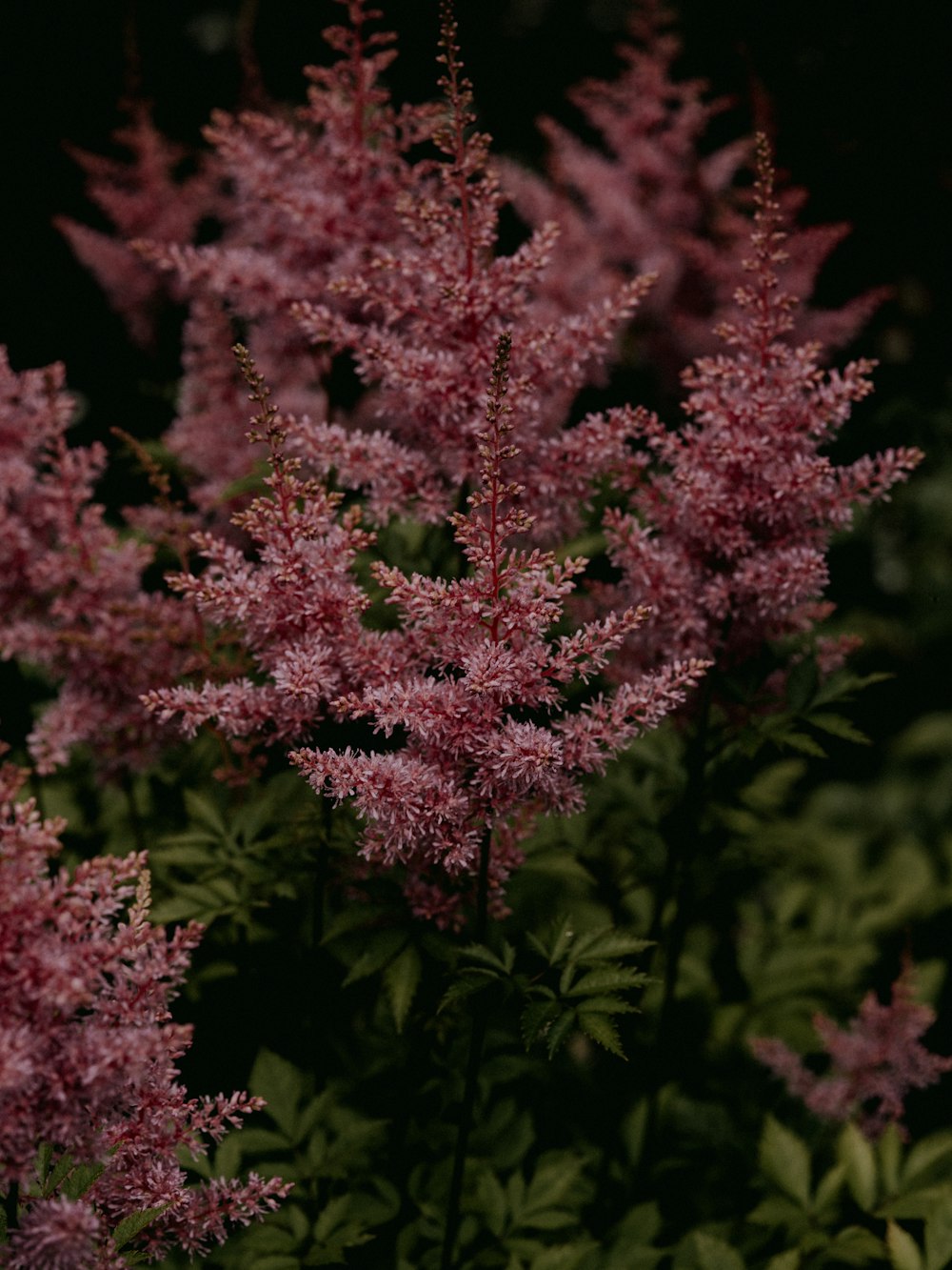 pink flowers in tilt shift lens