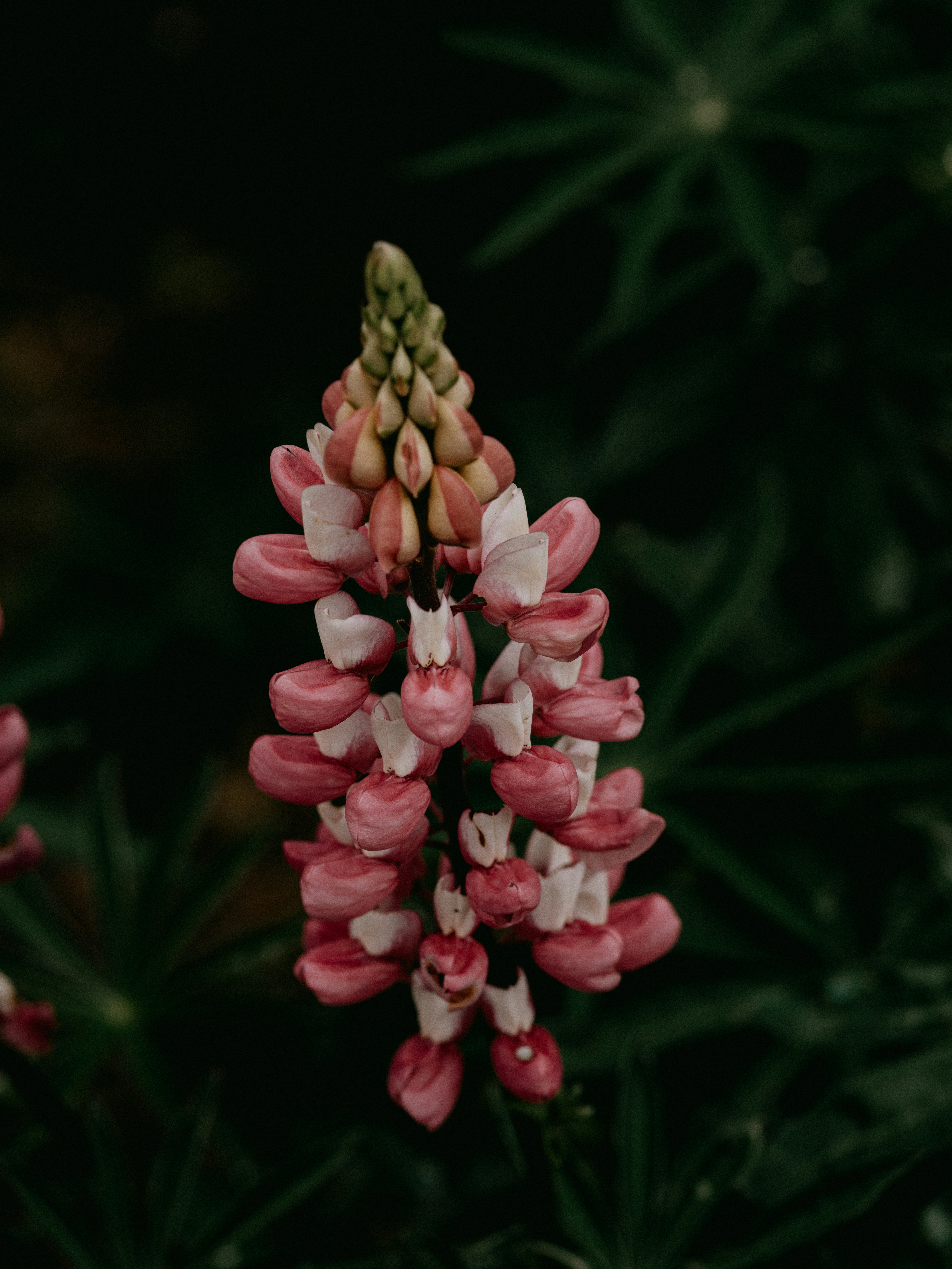 Photo by anniespratt