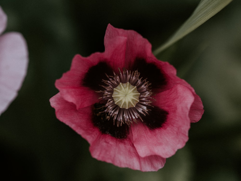 pink flower in tilt shift lens