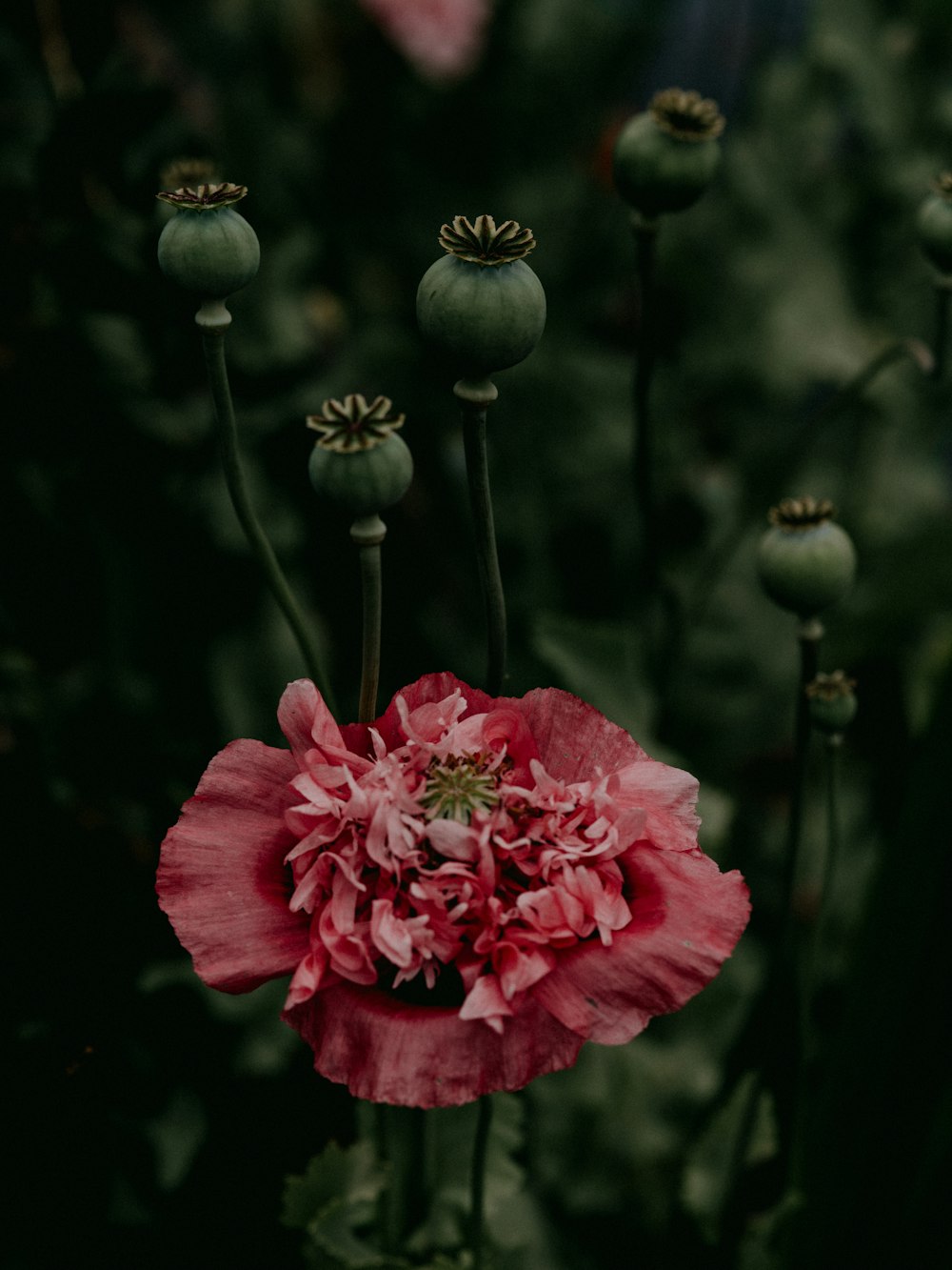 pink flower in tilt shift lens