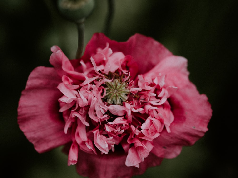 pink flower in macro shot