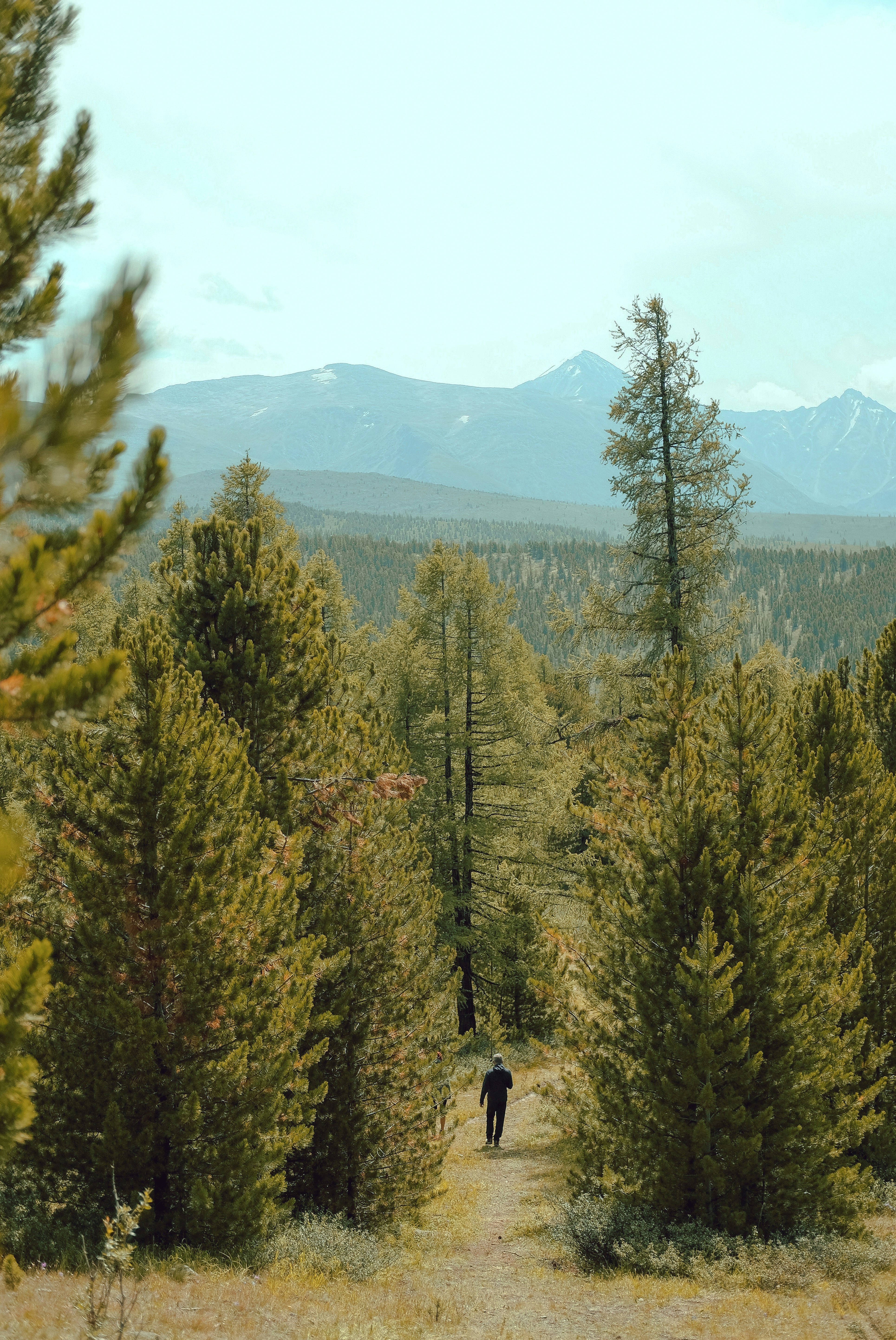 green and brown trees near mountain during daytime