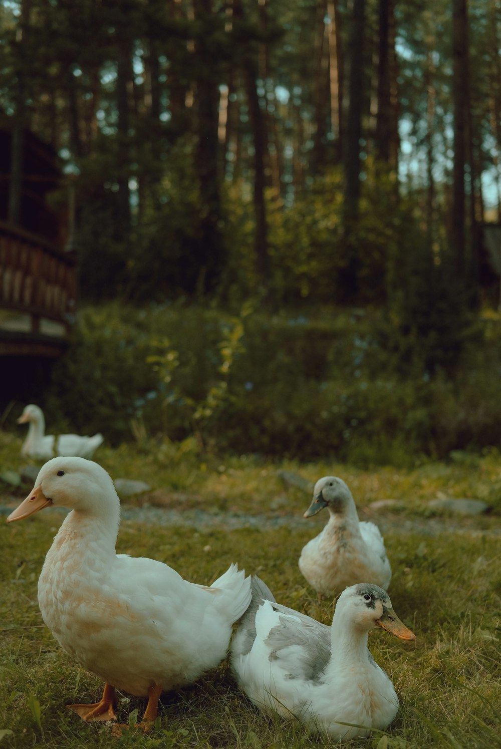 white duck on green grass during daytime