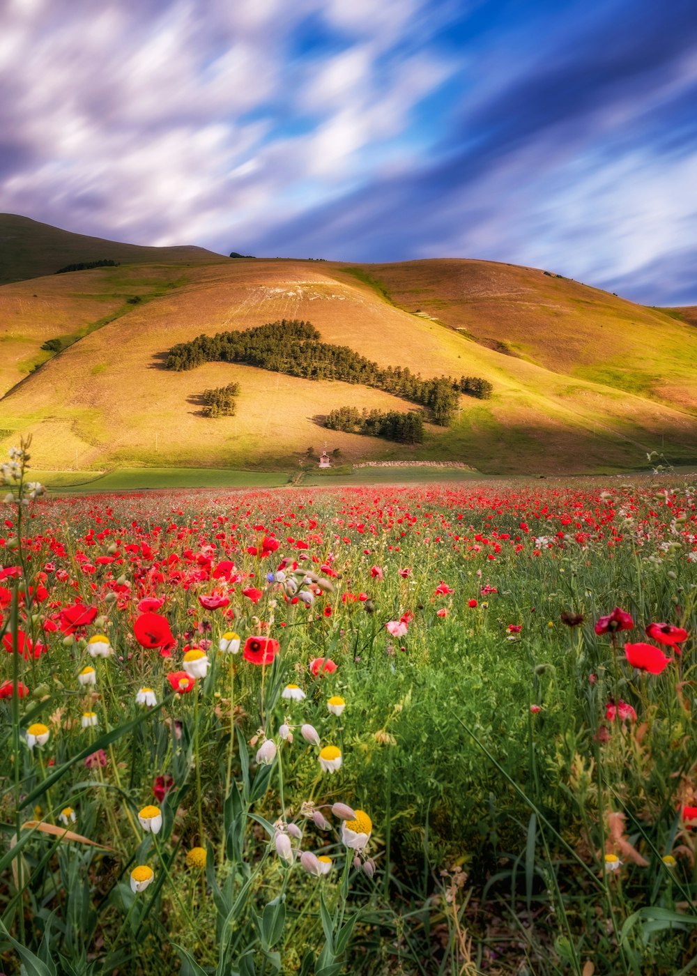 red and white flower field near mountain under blue sky during daytime