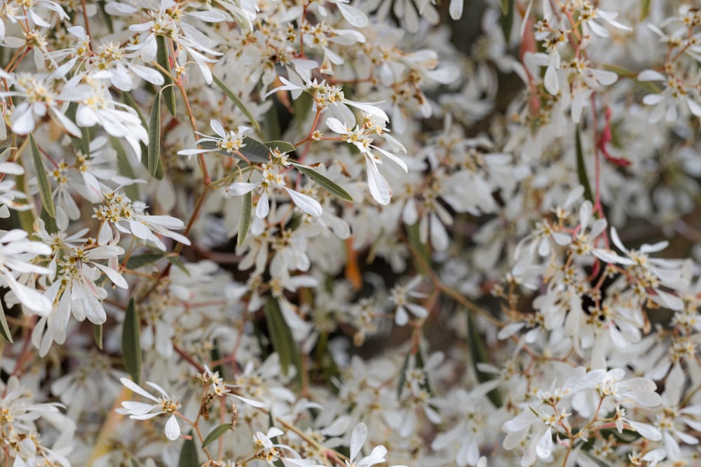 white cherry blossom in bloom during daytime