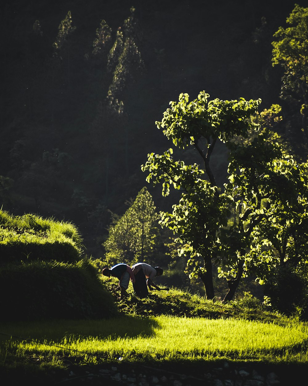 black and white cow on green grass field during daytime