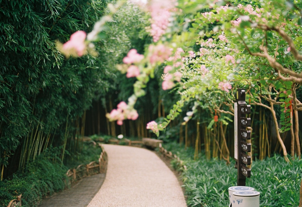 green plants beside gray concrete pathway