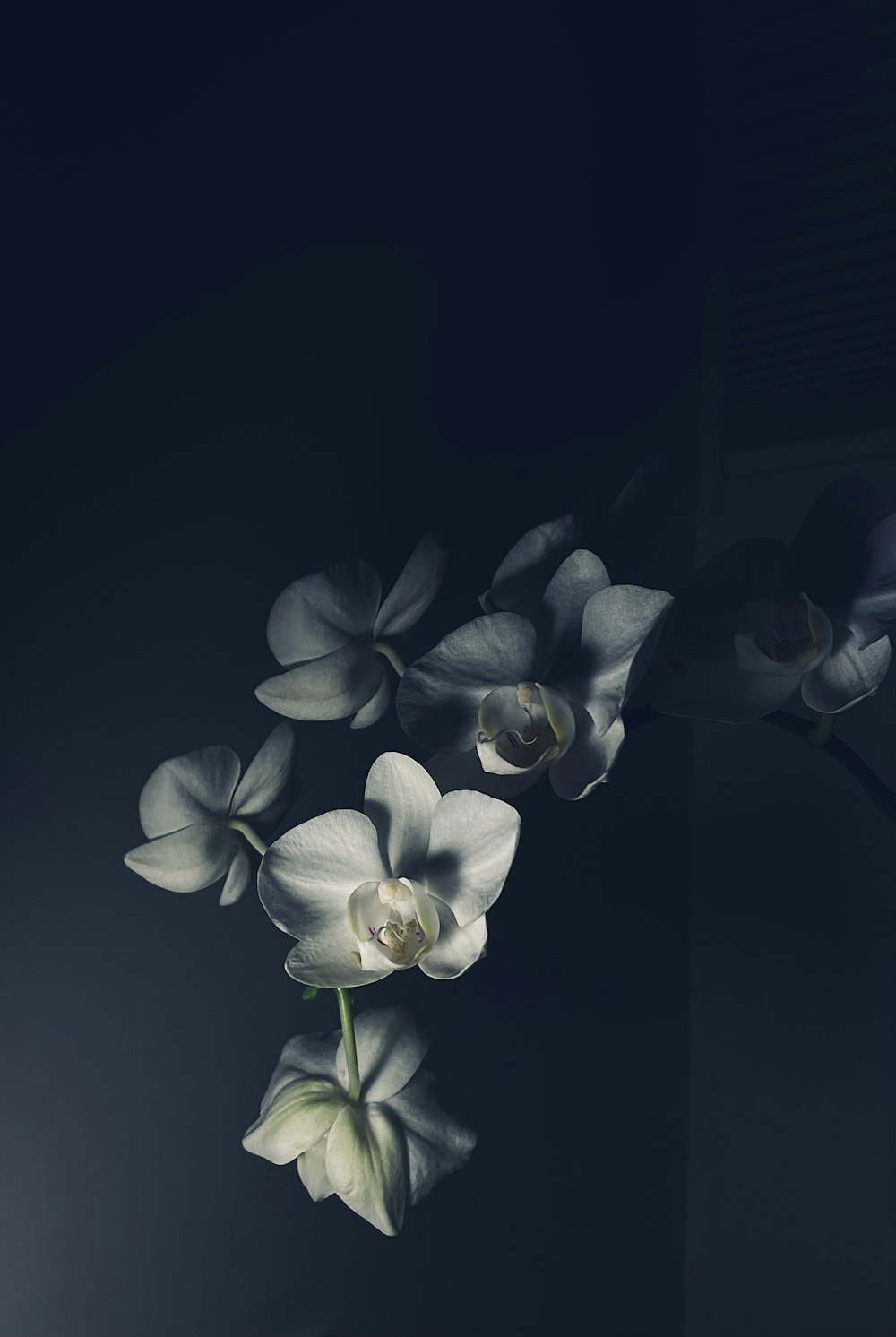 white and purple flower in black background