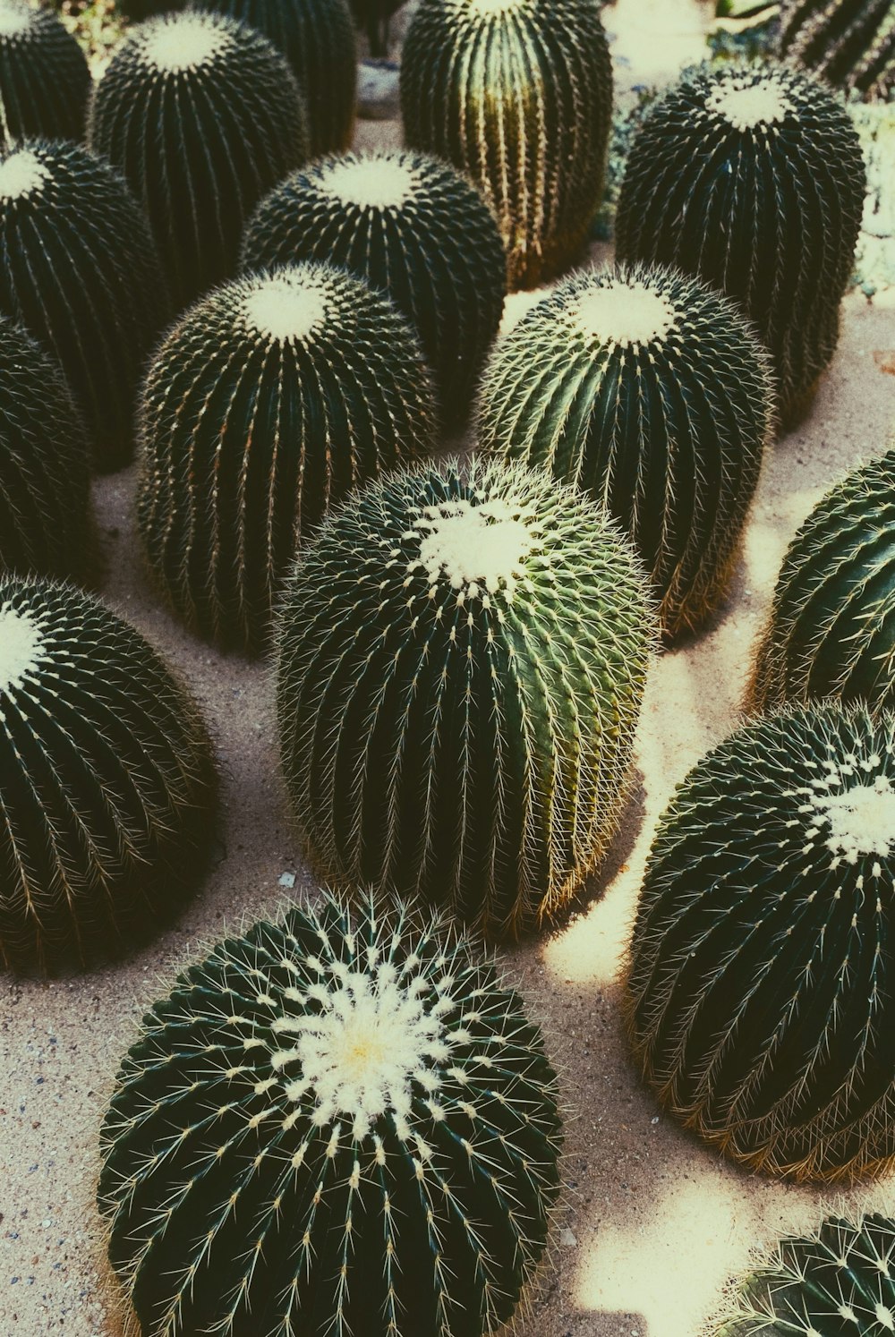 green cactus plants on gray sand