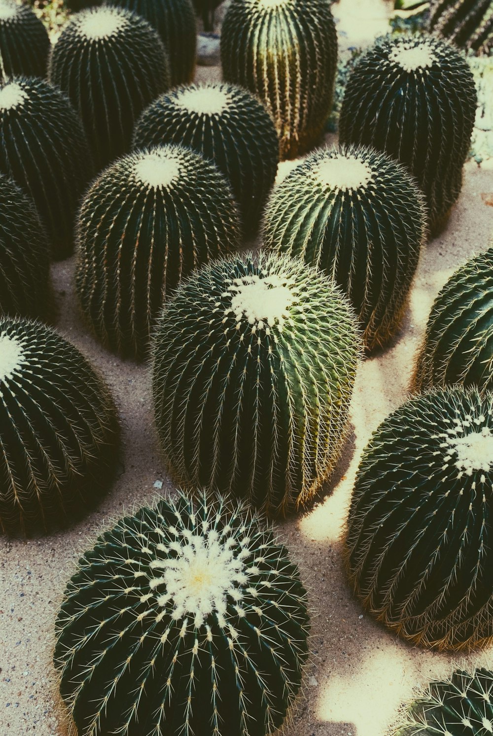 plantas verdes de cactos na areia cinzenta