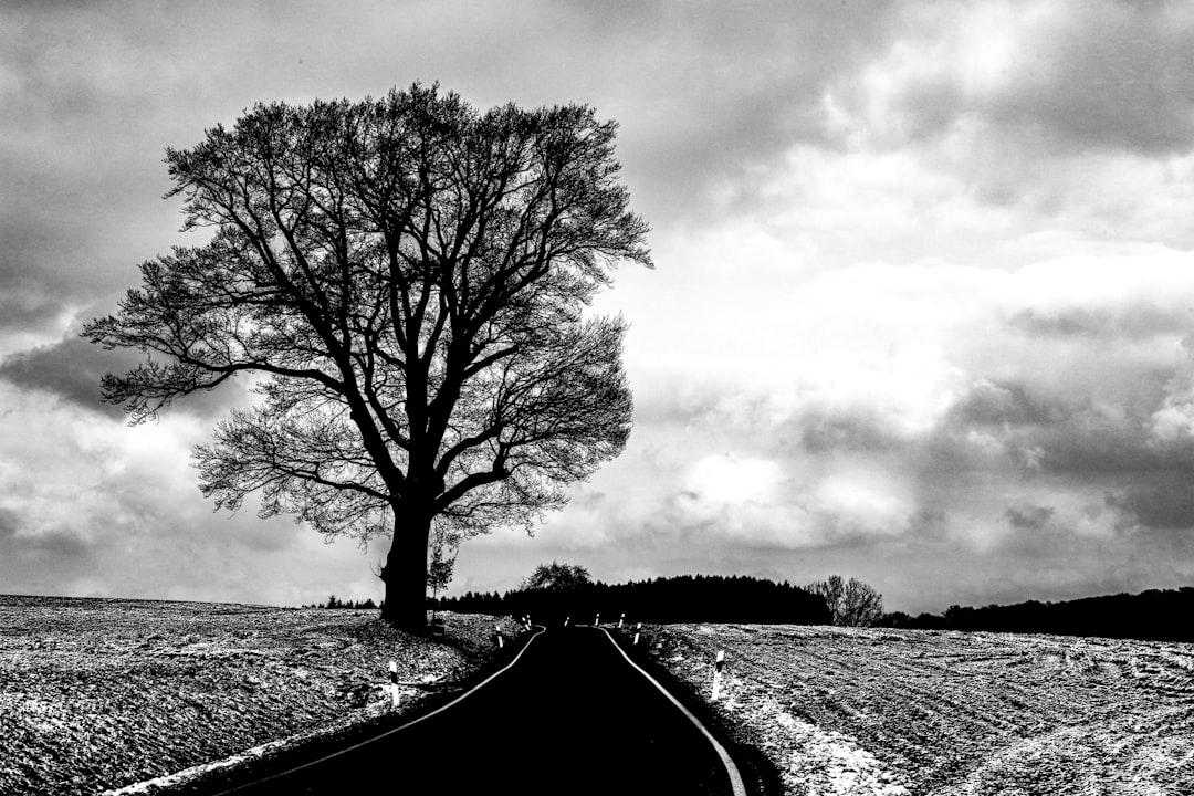 grayscale photo of tree on the road