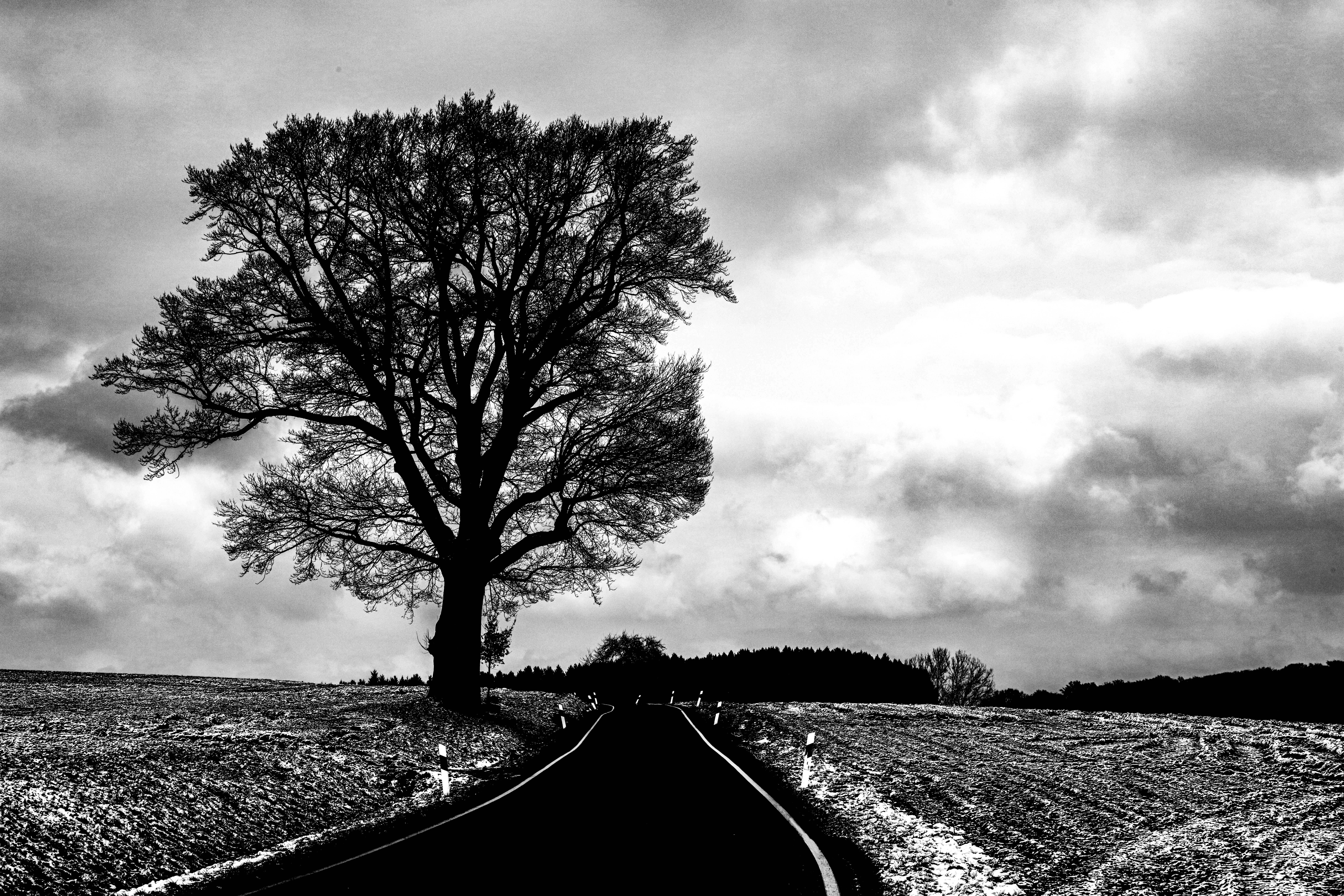 grayscale photo of tree on the road