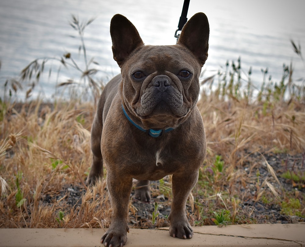 brown short coated small dog on brown grass field during daytime