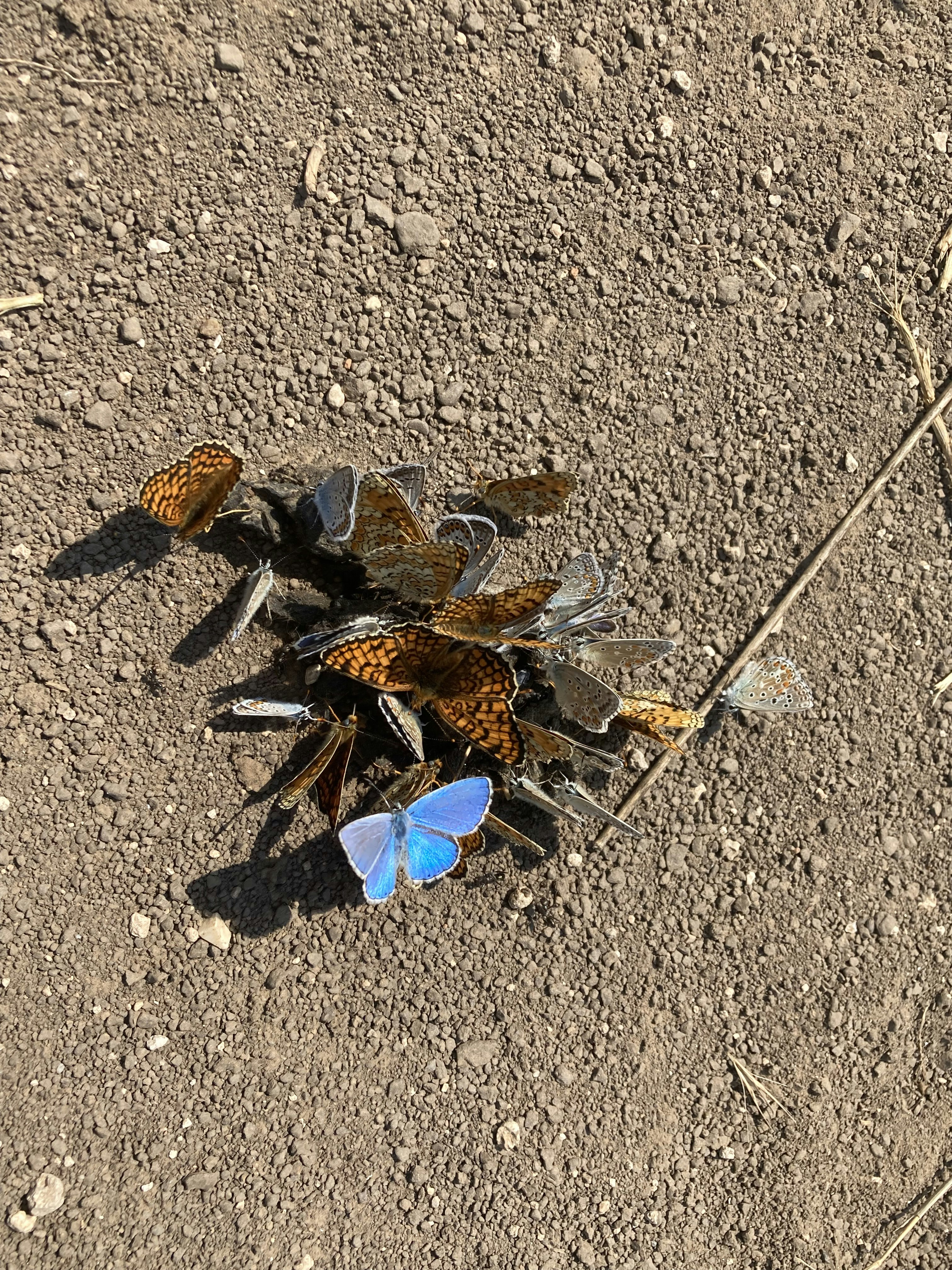 Understanding Classifier-Free Guidance and Its Impact on Sample Diversity