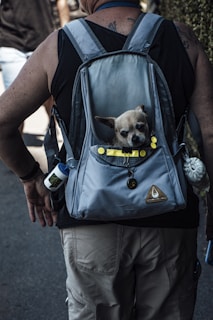 brown chihuahua in blue and black backpack