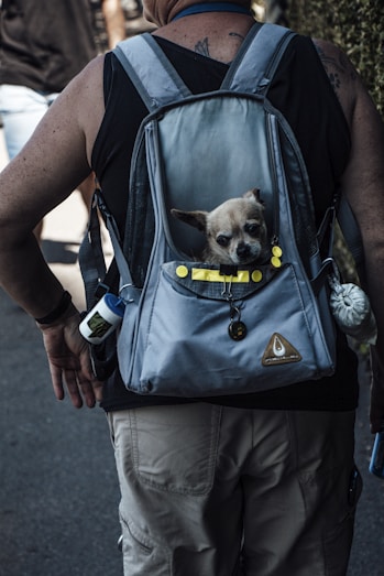 brown chihuahua in blue and black backpack