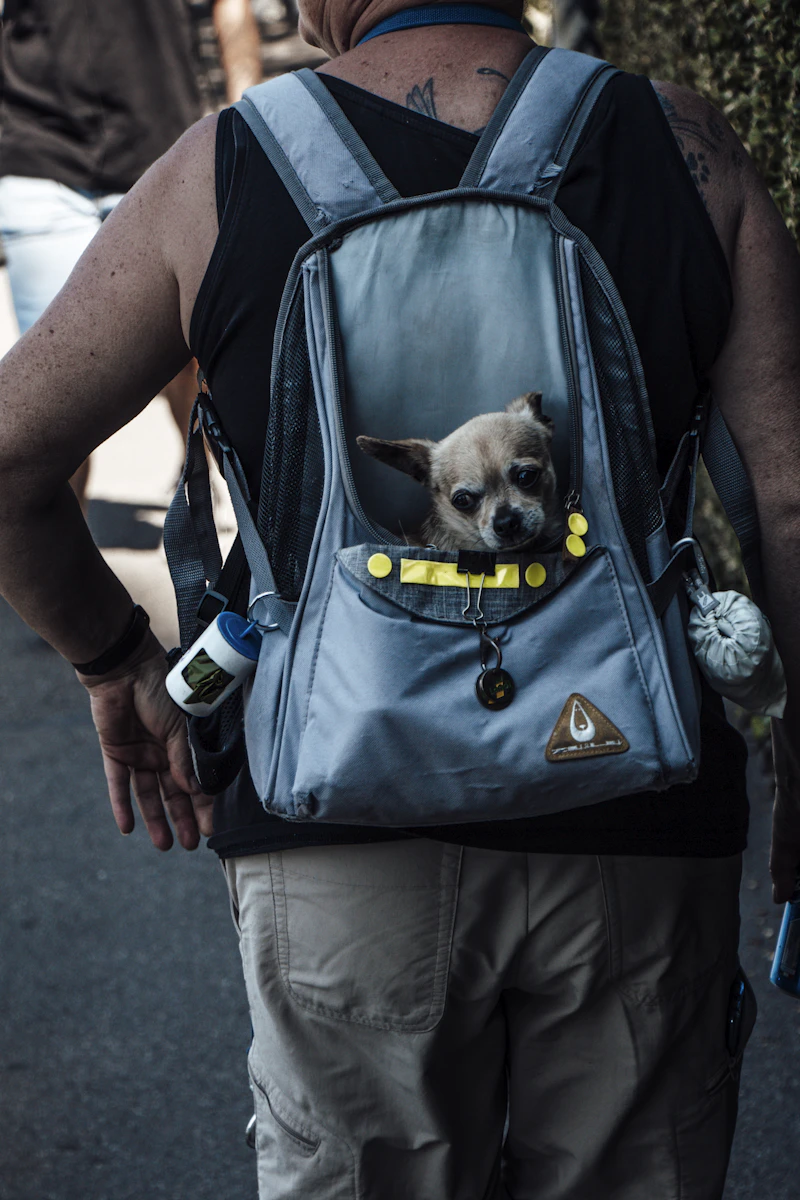 Chihuahua travelling safely in a pet carrier