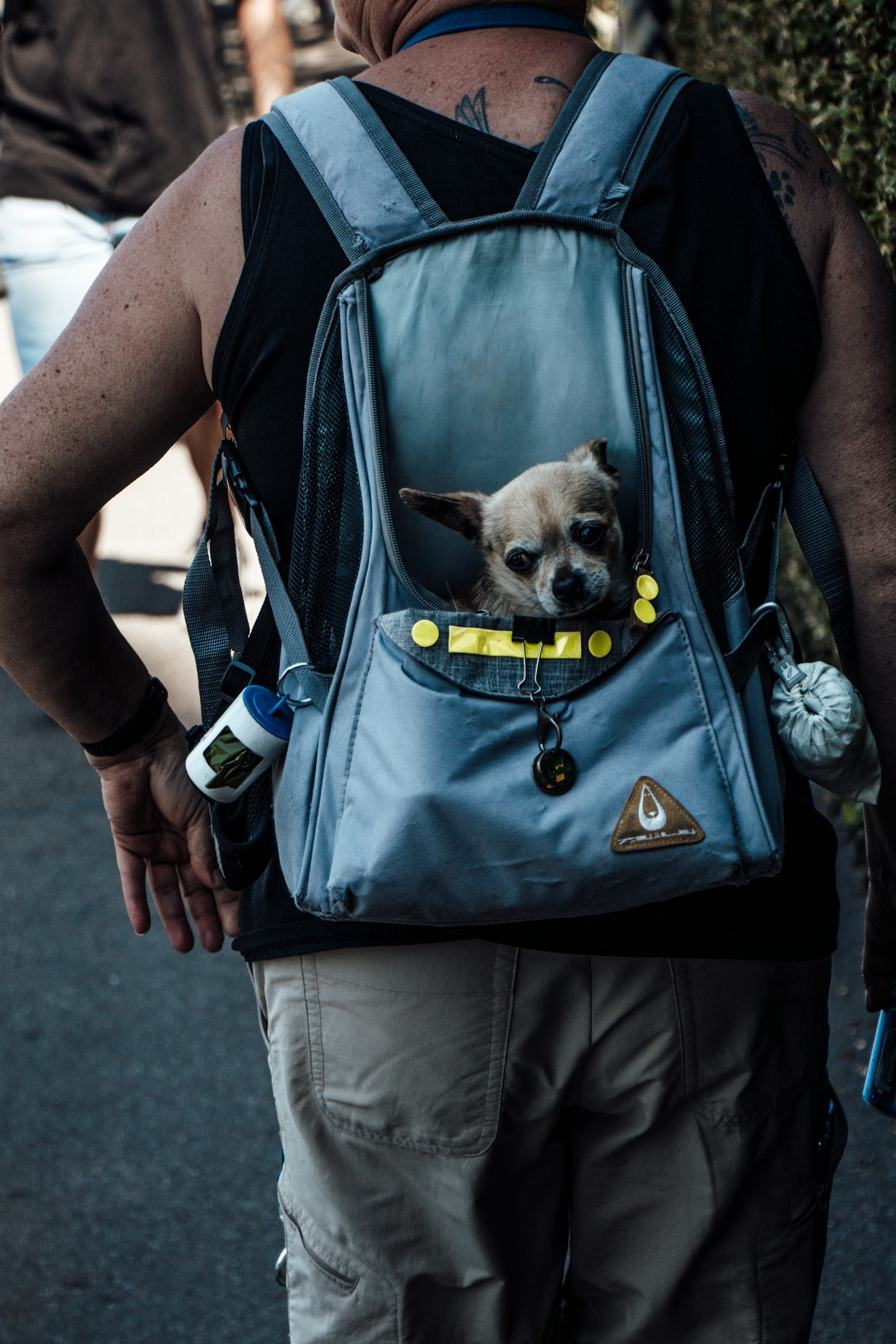 Dog Backpacks: The Perfect Gear for Adventures with Your Pup