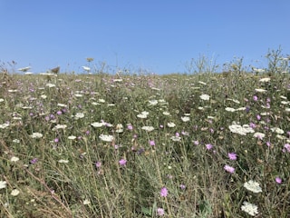 A vibrant field of native plants flourishing under clear blue skies in Rajasthan.