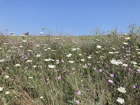 A vibrant field of native plants flourishing under clear blue skies in Rajasthan.