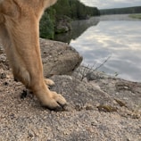 A close-up of an animal's leg and paw rests on a rocky surface overlooking a calm, reflective body of water. Trees and greenery are visible along the distant shoreline under a partly cloudy sky.