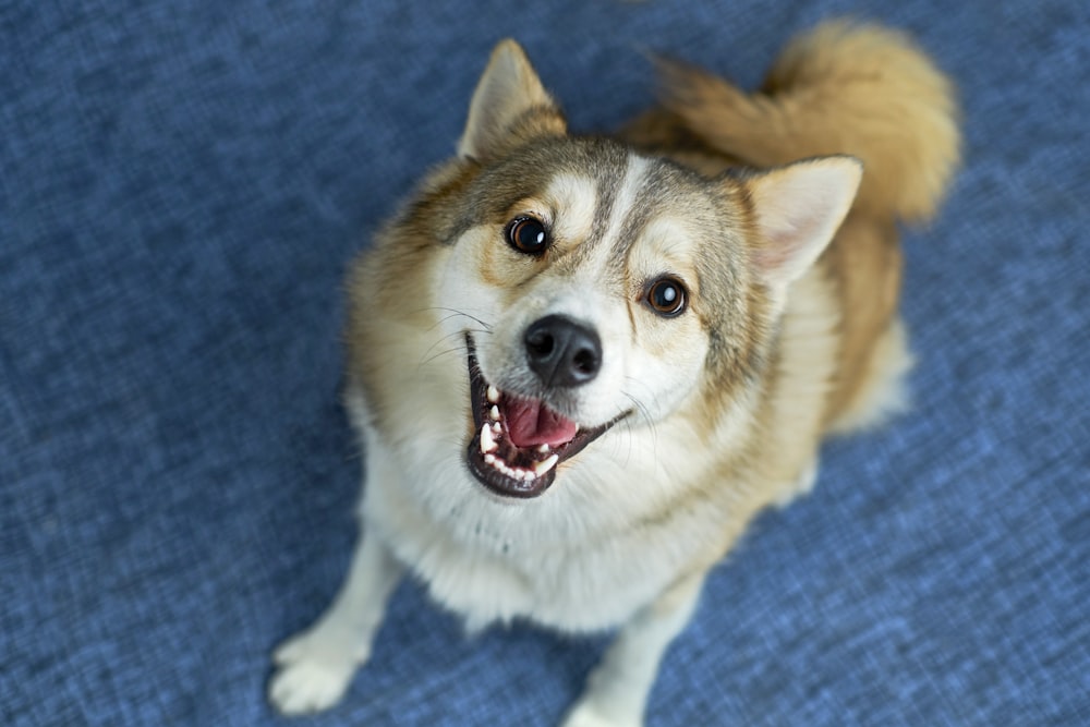 brown and white short coated dog on blue textile