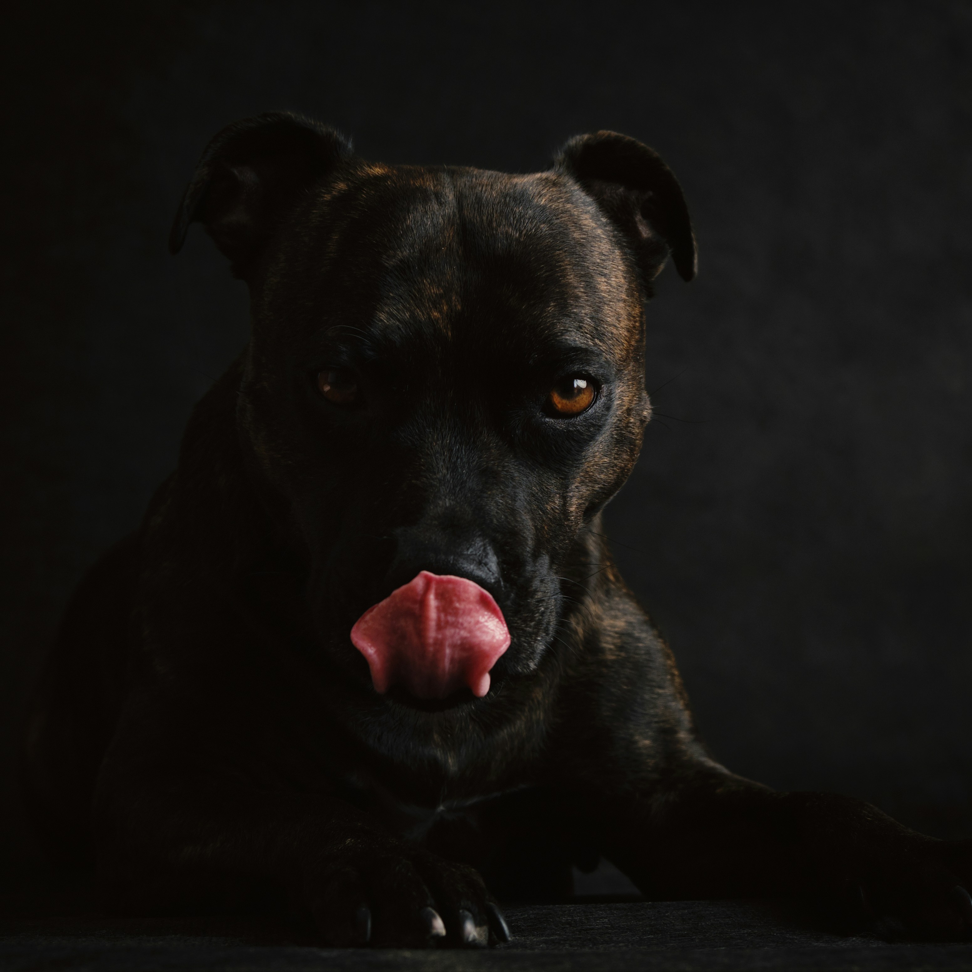 black and white short coated dog