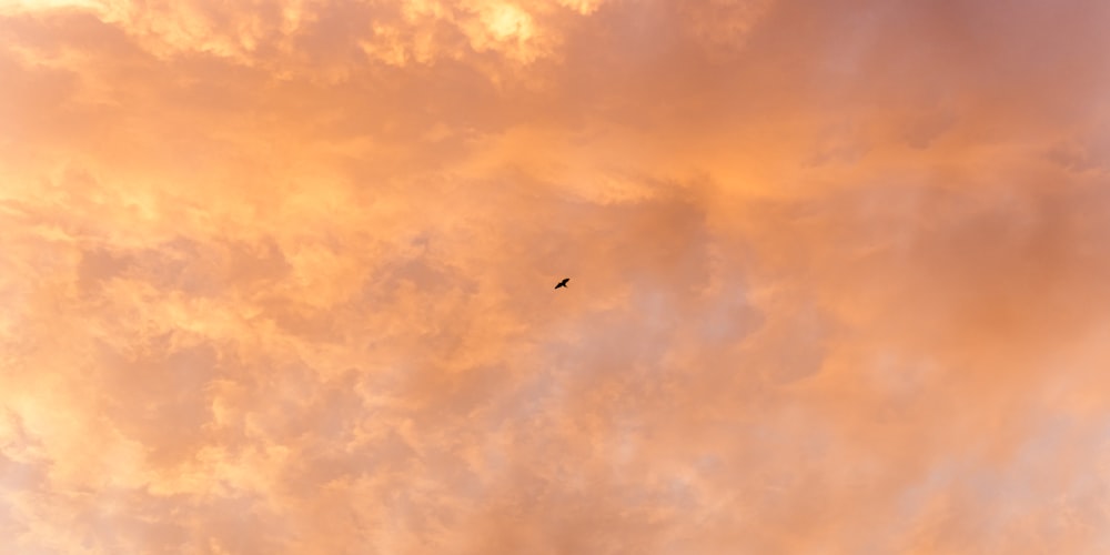 bird flying under orange clouds