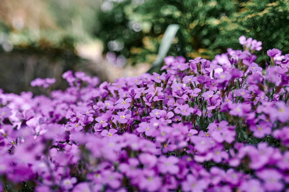 purple flowers in tilt shift lens