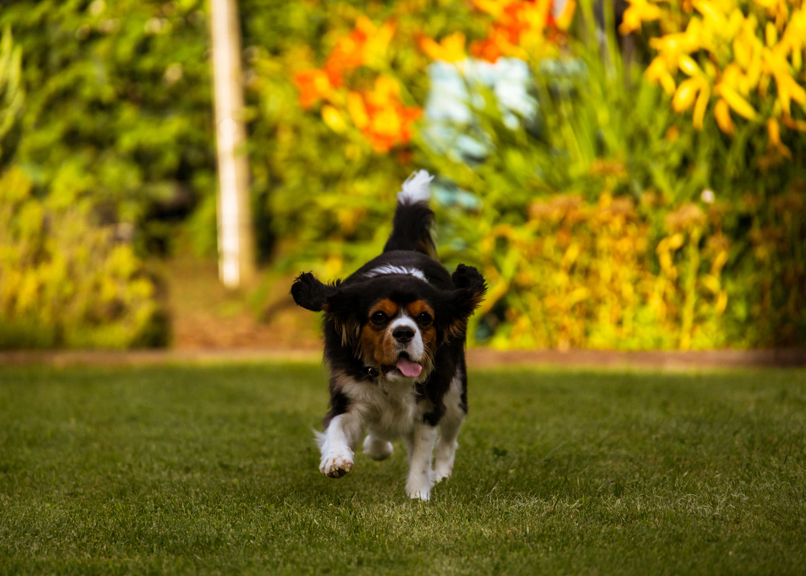 Un perro corre hacia la cámara por un campo verde