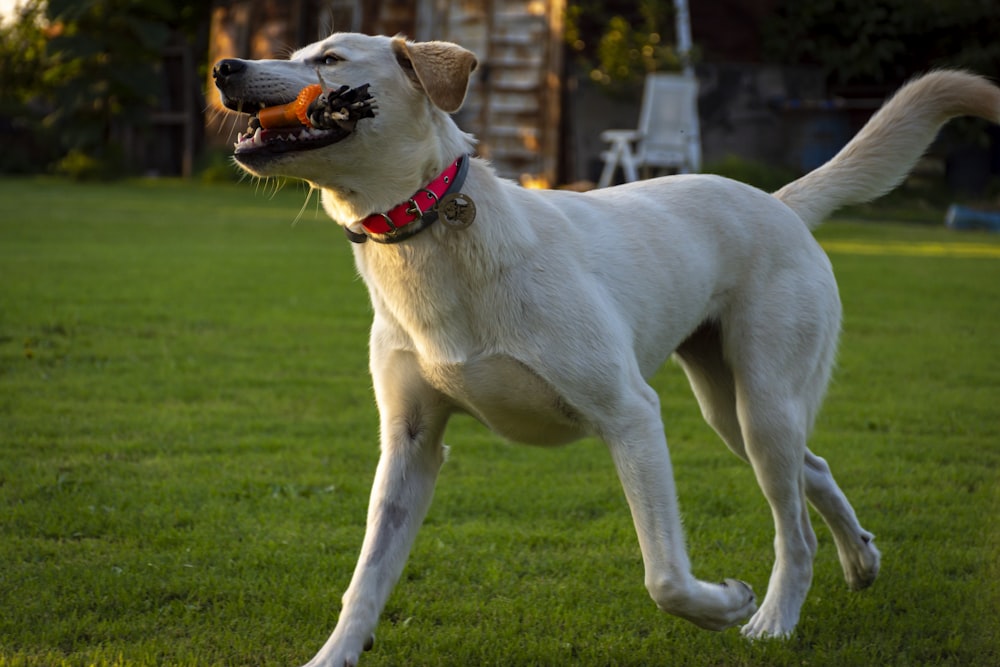 white short coated dog on green grass field during daytime