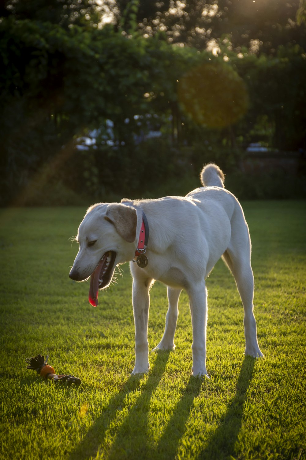 white short coated dog on green grass field during daytime