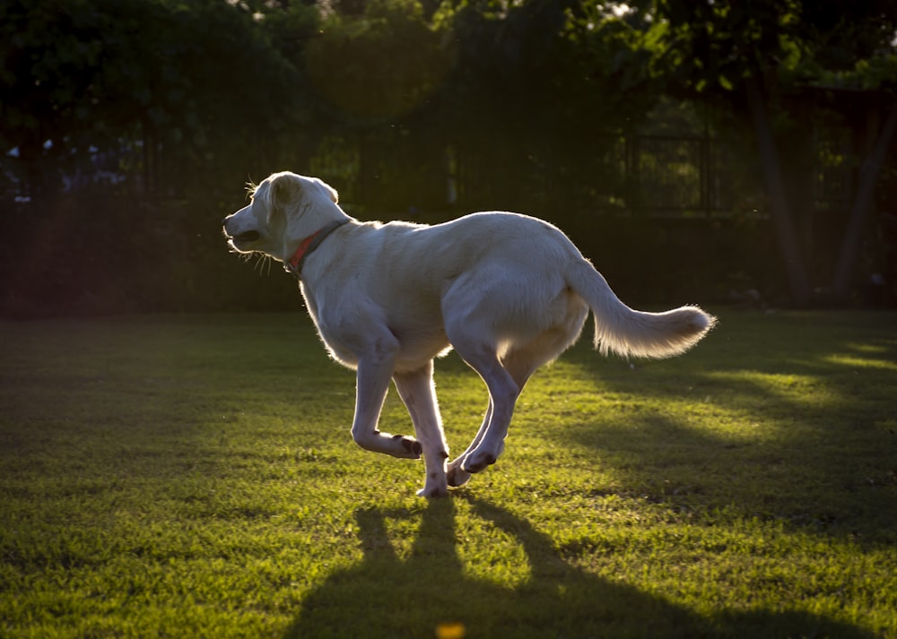 white short coated dog on green grass field during daytime