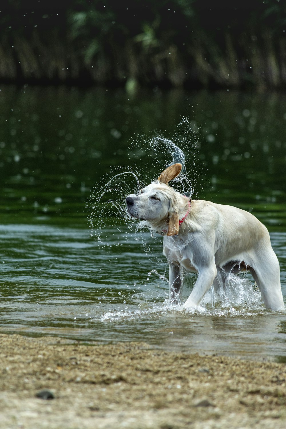 yellow labrador retriever running on water during daytime