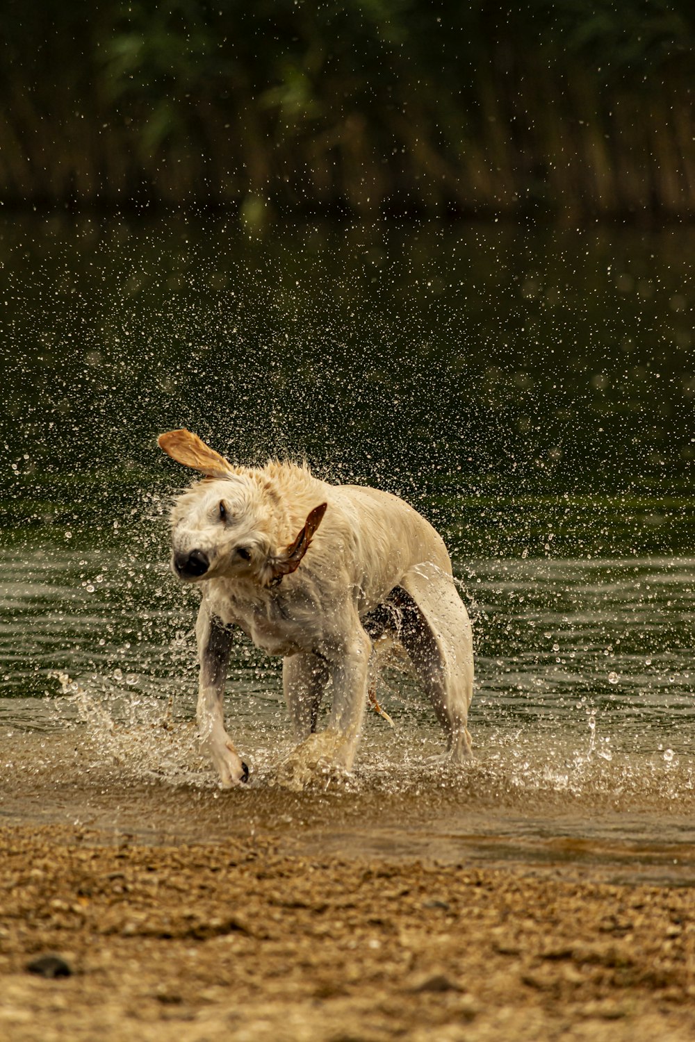 white short coated dog running on water during daytime