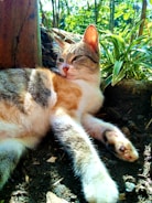 A playful cat enjoying a sunny day outside.