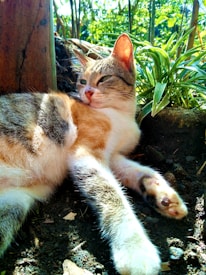 A happy pet owner playing with their healthy cat in a sunny park.